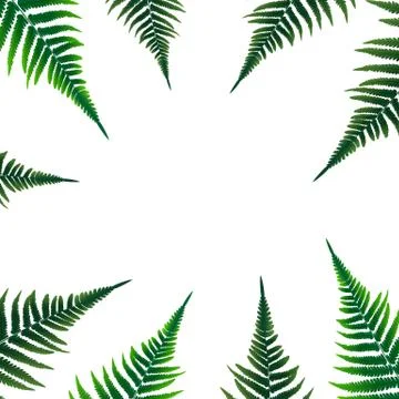 Fern Leaf Vector Background Illustration EPS10 스톡 일러스트