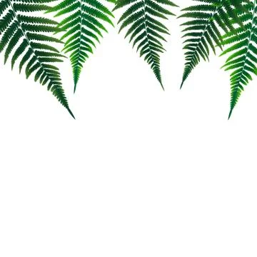 Fern Leaf Vector Background Illustration EPS10 Stock Illustration