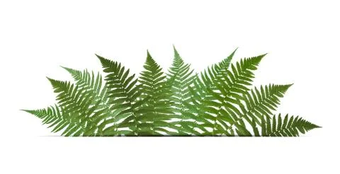 Fern Leaf Vector Background  with White Frame Illustration 스톡 일러스트