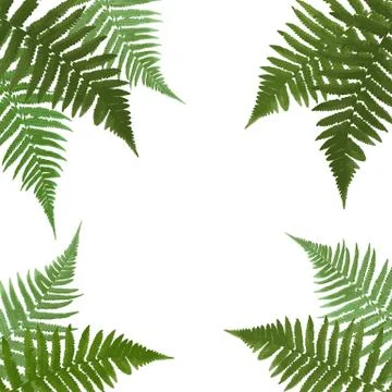 Fern Leaf Vector Background  with White Frame Illustration イラスト素材