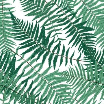 Fern Leaf Vector Fern Leaf Vector Seamless Pattern Background Il イラスト素材