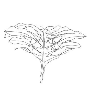 Fern Leaf Vector - Nature's Elegance Stock Illustration