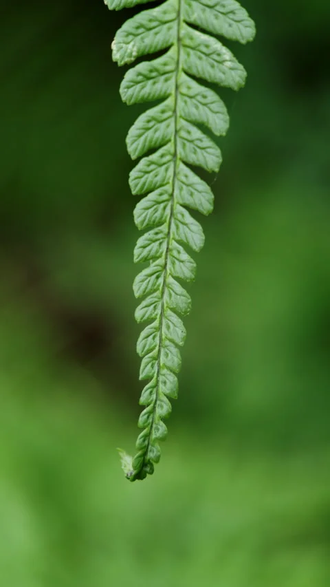 Fern Leaf Vertical Stock Footage 286225505
