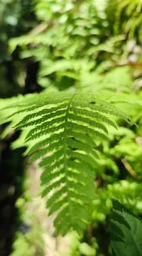 Fern leaf wallpaper Stockfoto's