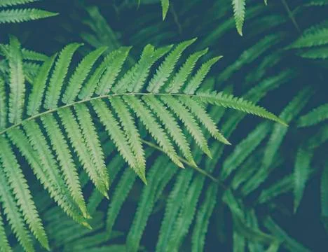 Fern leaf with water drop Stock Photos