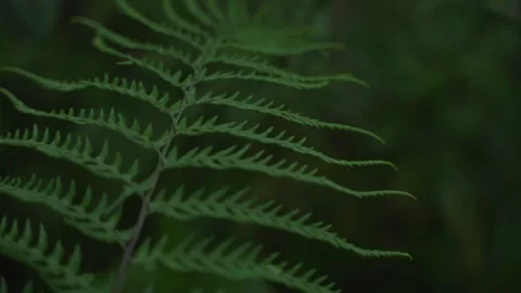 Fern leaf with water drop rain Stock Footage 196860596