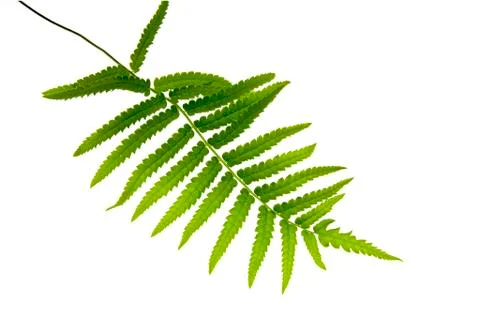 Fern leaf with water drops close-up Stock Photos