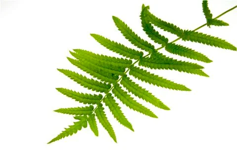 Fern leaf with water drops close-up Stock Photos