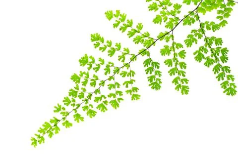 Fern leaf on white background. Stock-Fotos