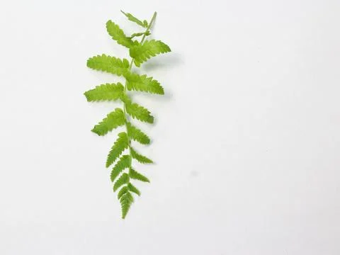 Fern leaf on white background Stock Photos