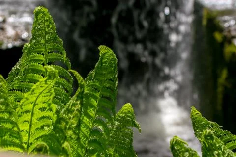 Fern leafs as abstract background. Stock Photos