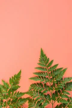 Fern leafs lay on pink background. Stock Photos