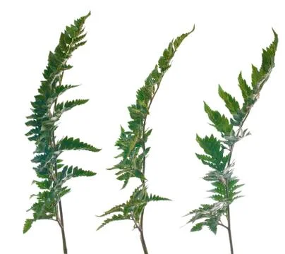 Fern leafs Stock Photos