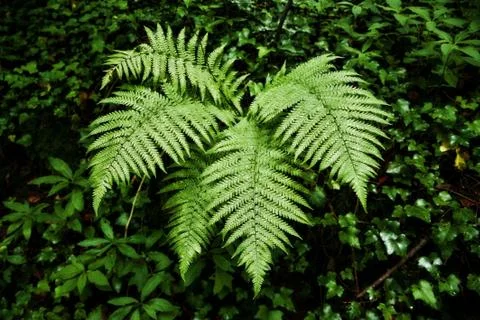 Fern Leave in the Forest Stock Photos