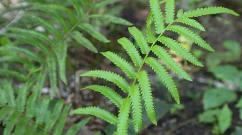Fern leave 写真素材