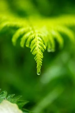 Fern leave in rain Stock Photos