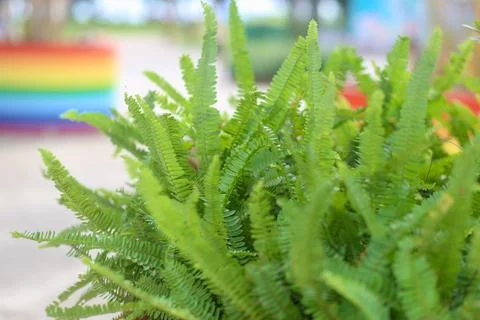 Fern leave texture close up green nature background Stock Photos