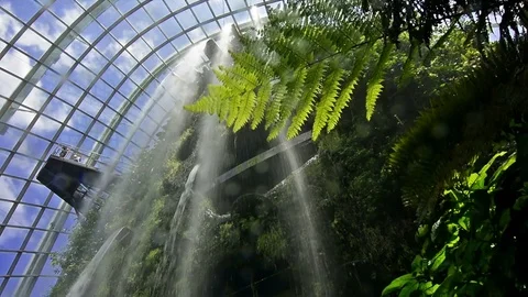 Fern leave under the waterfall inside the Cloud Forest conservatory in Gardens Video stock 72858317