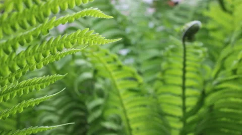 Fern leaves 1 Stock Footage 61344791