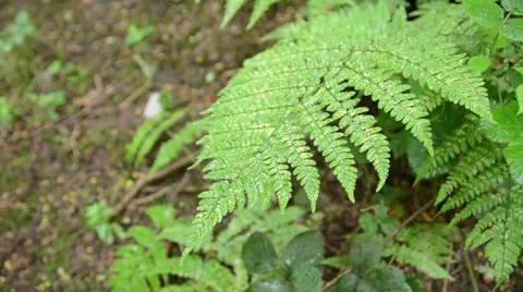 Fern Leaves From Above Stock-Footage 54142654