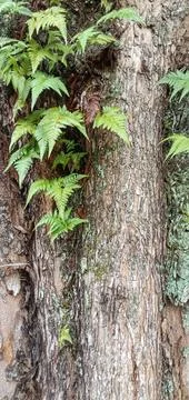Fern leaves attached to a tree Stockfoto's