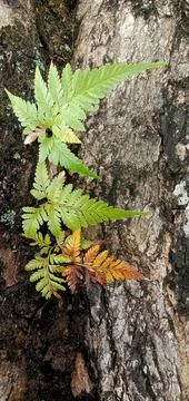 Fern leaves attached to a tree Photos