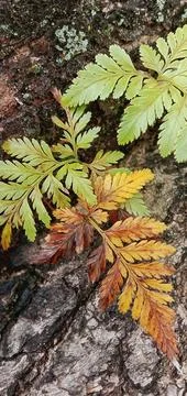 Fern leaves attached to a tree Stock-Fotos