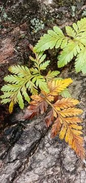 Fern leaves attached to a tree Stock-Fotos