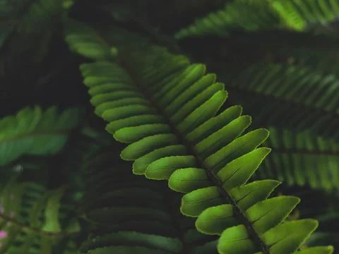 Fern leaves background with copyspace Stock Photos