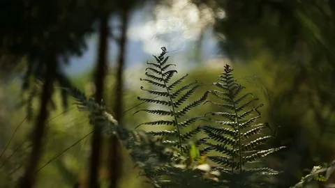 Fern leaves at the background of flowing stream forest landscape Stock Footage 80069778
