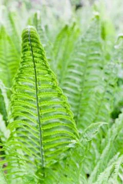 Fern leaves background Stock Photos