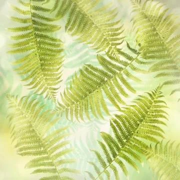 Fern Leaves Background Stock Photos