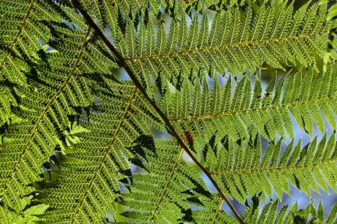 Fern leaves background Stock Photos