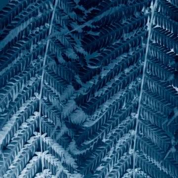 Fern leaves background Stock Photos