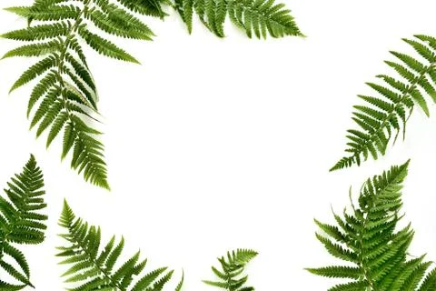 Fern leaves background Foto stock