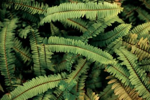 Fern leaves with background. Stock Photos