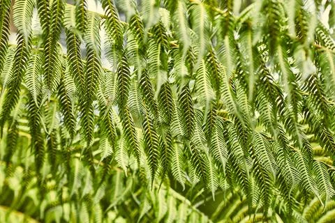 Fern leaves background Stock Photos