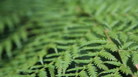 Fern leaves background, shift focus Stock Footage 22542556