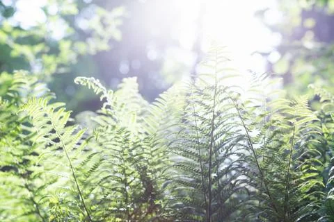 FErn leaves in backlight. Stock Photos