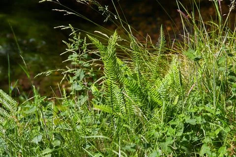 Fern leaves with beautiful pattern under bright light Stock Photos