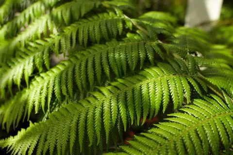 Fern leaves with beautiful pattern under bright light Stock Photos