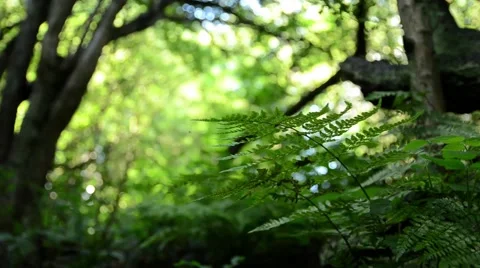 Fern Leaves From Below Video stock 54142681