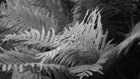 Fern leaves black and white Stock Footage 115106929