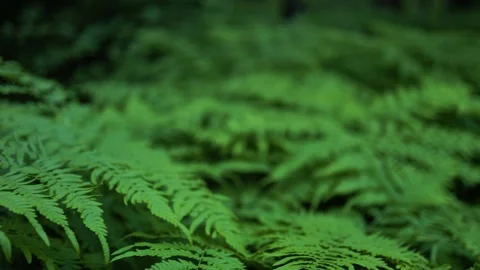 Fern leaves blend into the blurred forest background Stock Footage 278211050