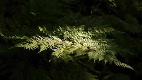 Fern leaves in bright sunlight Video stock 123672564