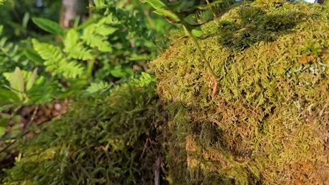 Fern leaves casting moving shadows on green moss at sunset Stock Footage 343005075