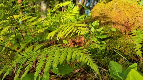 Fern leaves casting moving shadows on moss at sunset Stock Footage 343005106