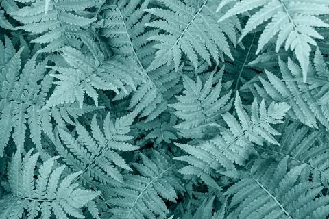Fern leaves close-up as background. Stock Photos