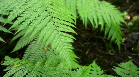 Fern Leaves Close Up Video stock 54142531
