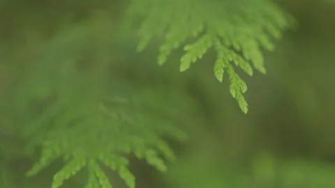 Fern Leaves Close Up Macro Видео 234765812